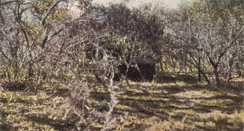 [FIGURE 31. Even at close range this vehicle blends with the background. It is concealed with natural materials.]