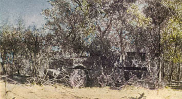 [FIGURE 33. Trees break up the shape and over-all shadow of this half track. Dead vegetation is common in the surroundings, and it has been used to hide the shadows underneath the fenders and within the wheels.]